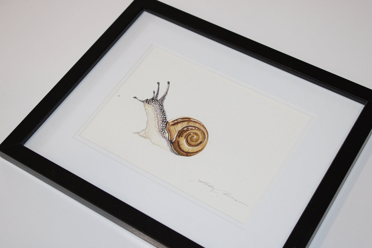 Mini Snail Original