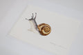 Mini Snail Original