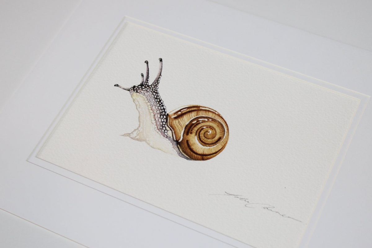 Mini Snail Original