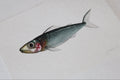 Mini Fish Original