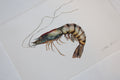 Tiger Prawn Original