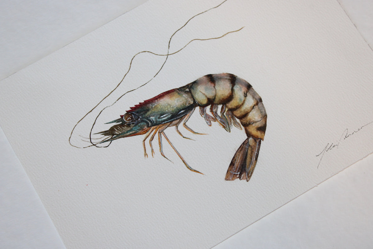 Tiger Prawn Original